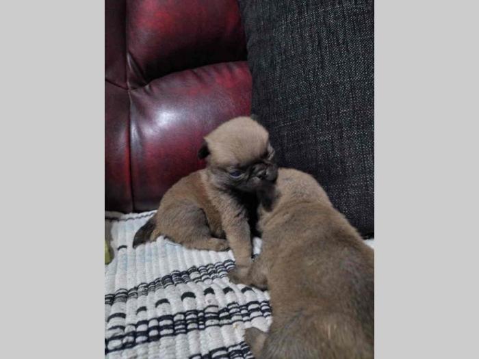mops štenci besplatni mali oglasi