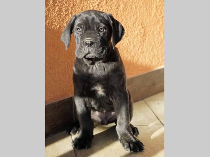 cane corso štenci besplatni mali oglasi