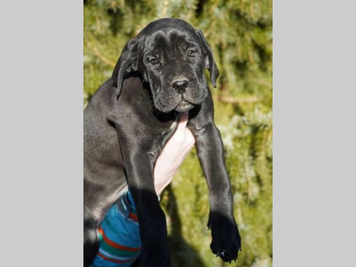 cane corso štenci besplatni mali oglasi