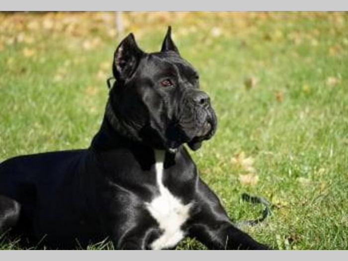 cane corso štenci besplatni mali oglasi