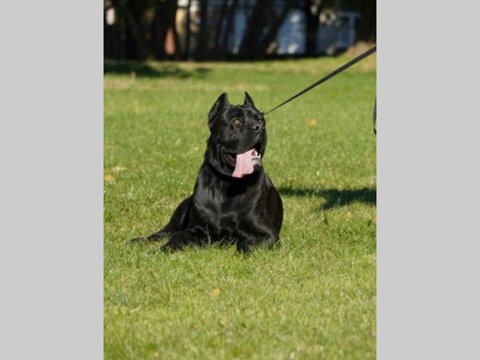 cane corso štenci besplatni mali oglasi