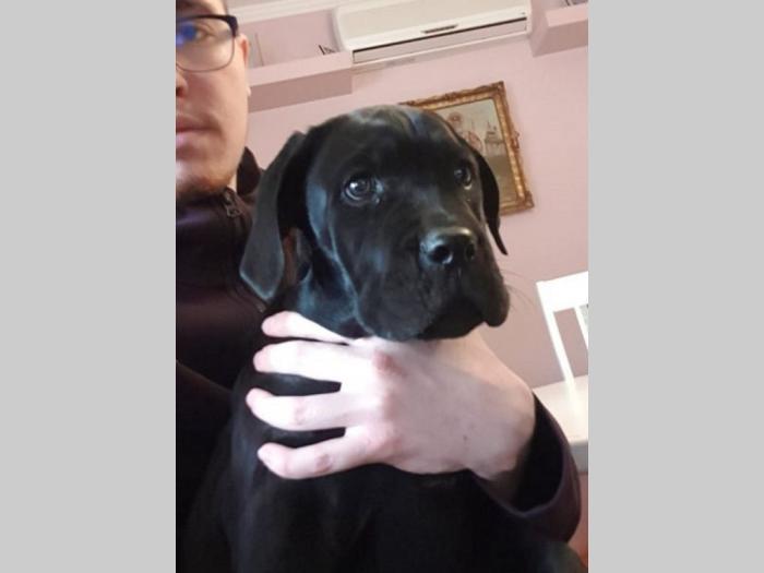 cane corso štenci besplatni mali oglasi