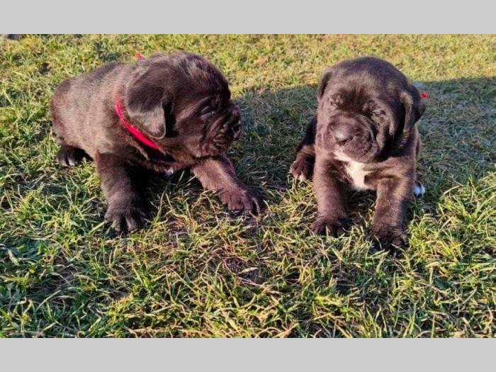 cane corso štenci besplatni mali oglasi