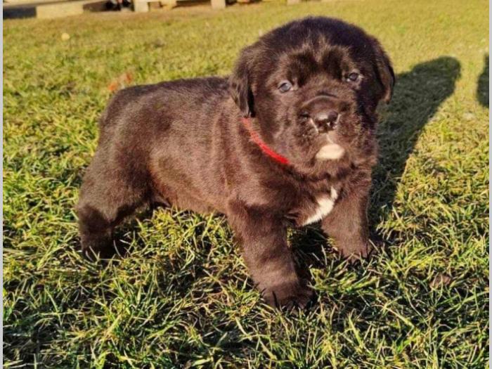 cane corso štenci besplatni mali oglasi