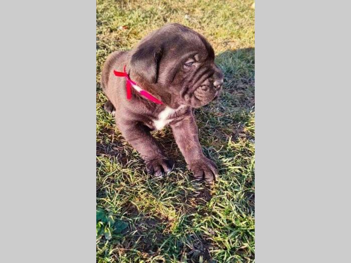 cane corso štenci besplatni mali oglasi