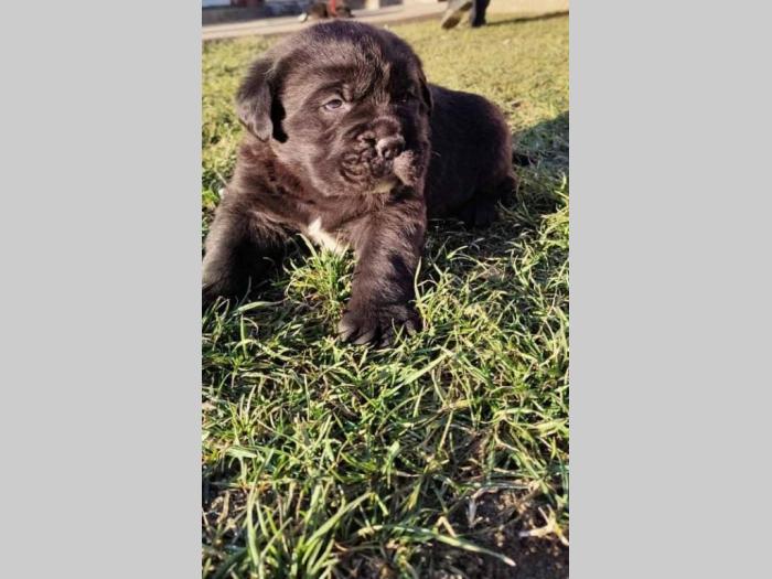 cane corso štenci besplatni mali oglasi