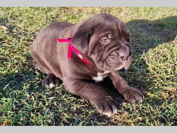 cane corso štenci besplatni mali oglasi