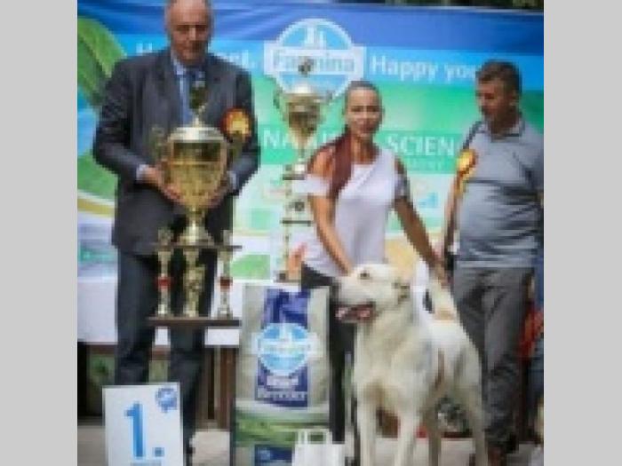 pasion za pse čukarica besplatni mali oglasi