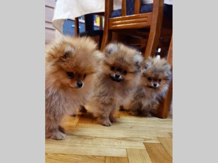 pomeranac boo štenci besplatni mali oglasi