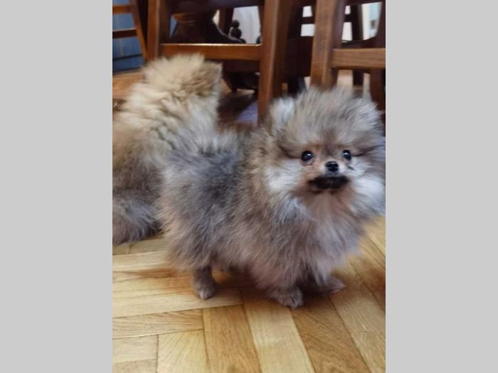 pomeranac boo štenci besplatni mali oglasi