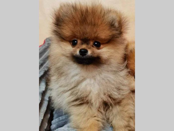 pomeranac boo štenci besplatni mali oglasi