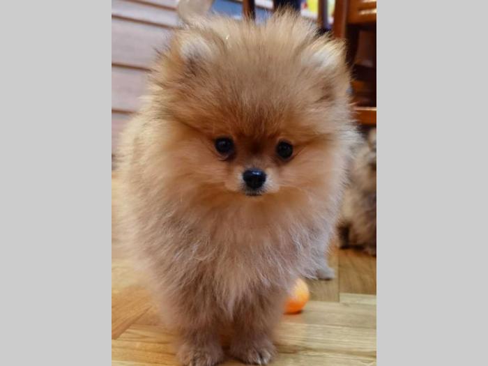 pomeranac boo štenci besplatni mali oglasi