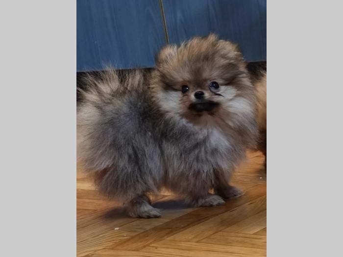pomeranac boo štenci besplatni mali oglasi