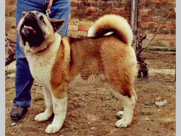 američka akita besplatni mali oglasi