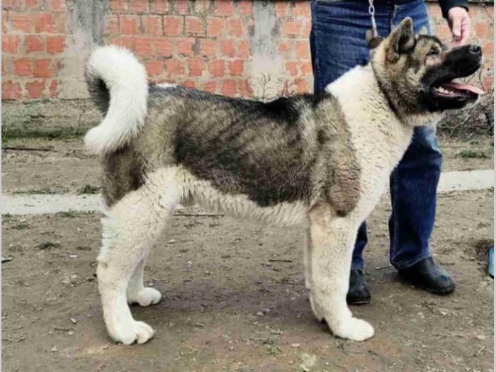američka akita besplatni mali oglasi