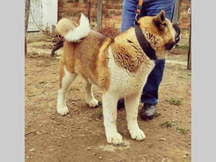 američka akita besplatni mali oglasi