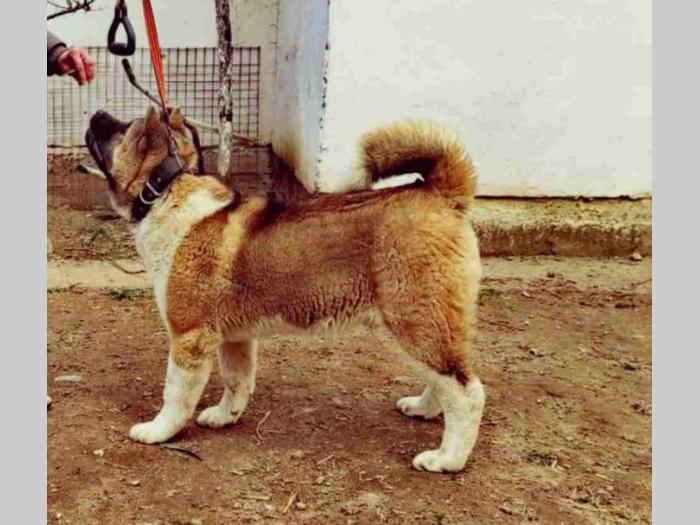 američka akita besplatni mali oglasi