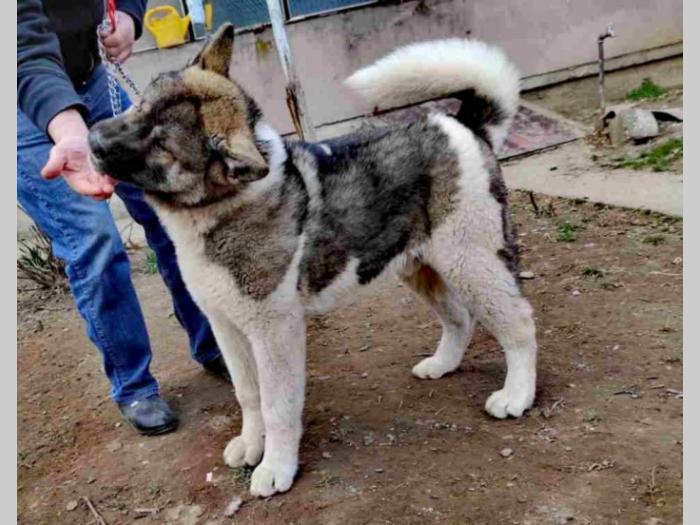 američka akita besplatni mali oglasi