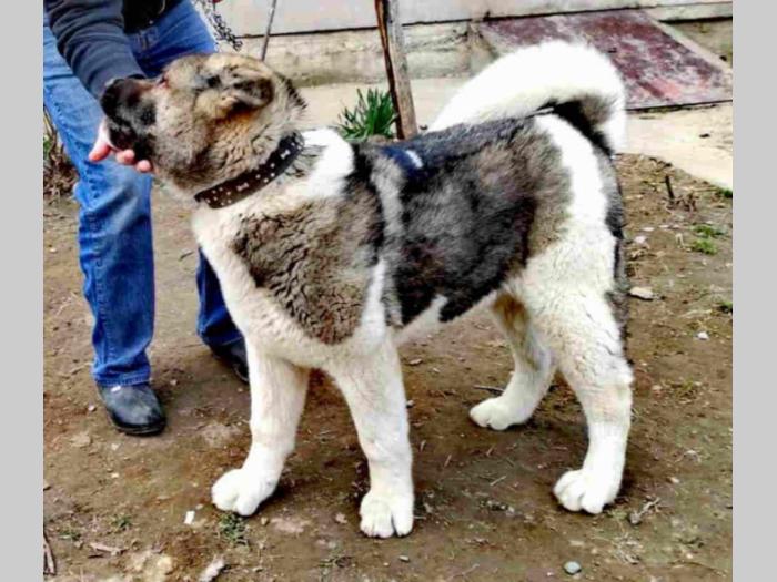 američka akita besplatni mali oglasi