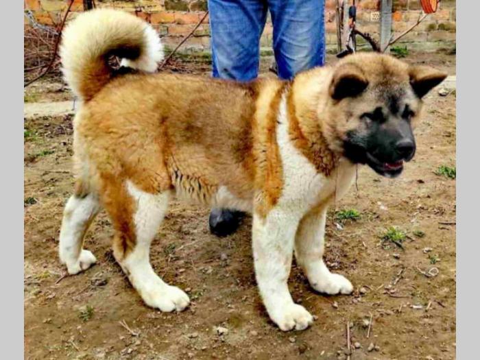 američka akita besplatni mali oglasi