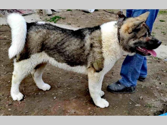 američka akita besplatni mali oglasi