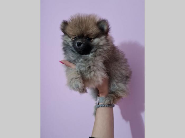 pomeranac boo štenci besplatni mali oglasi