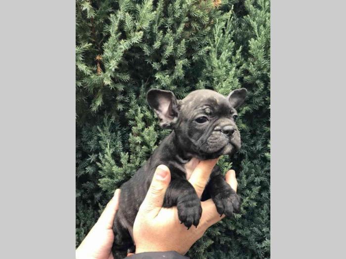 francuski buldog štenci besplatni mali oglasi