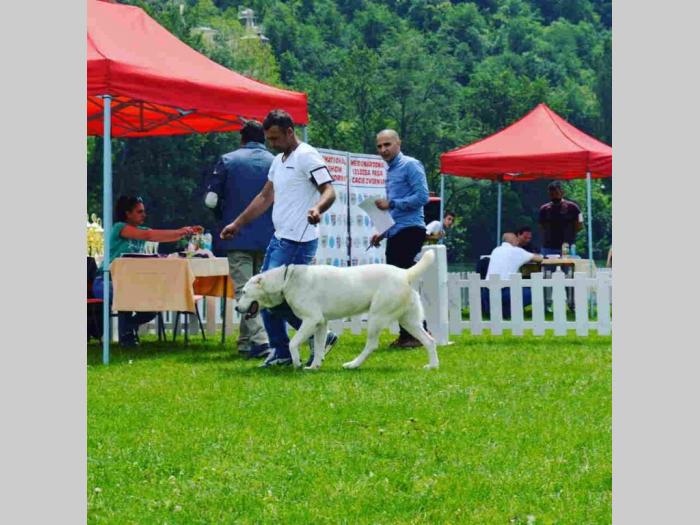 srednjeazijski ovčar štene besplatni mali oglasi