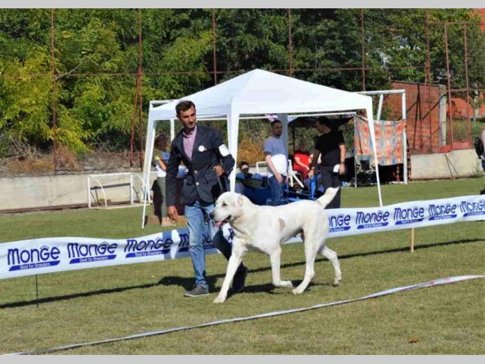 srednjeazijski ovčar štene besplatni mali oglasi