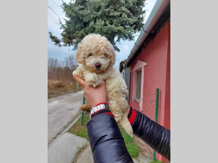 francuska patuljasta pudla štenci oba pola besplatni mali oglasi
