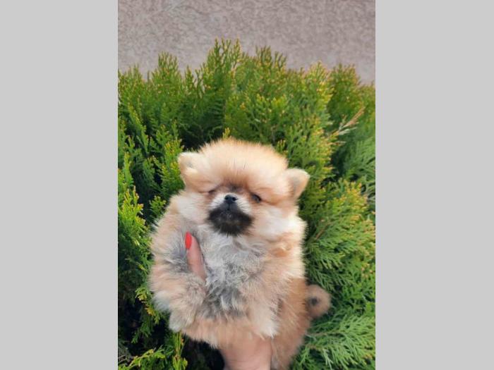 pomeranac boo štenci besplatni mali oglasi