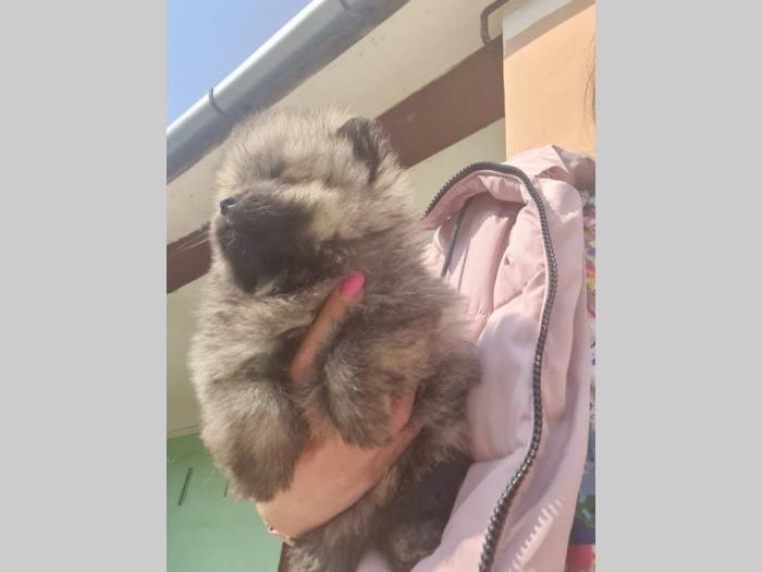 pomeranci štenci besplatni mali oglasi