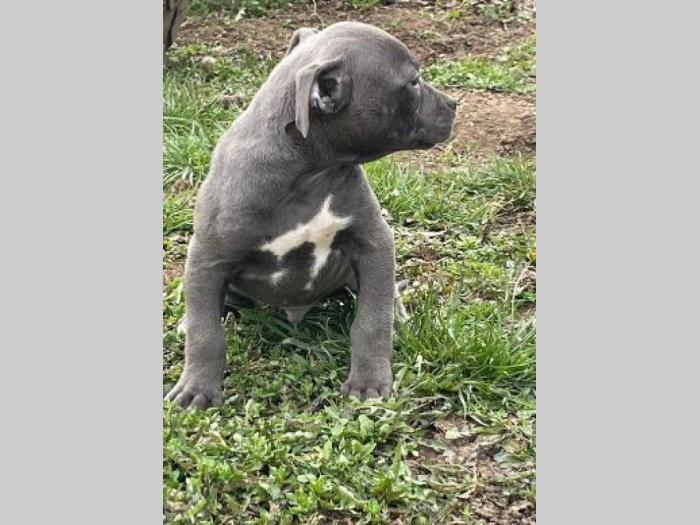 pitbul štenci besplatni mali oglasi