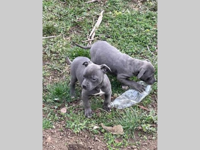 pitbul štenci besplatni mali oglasi