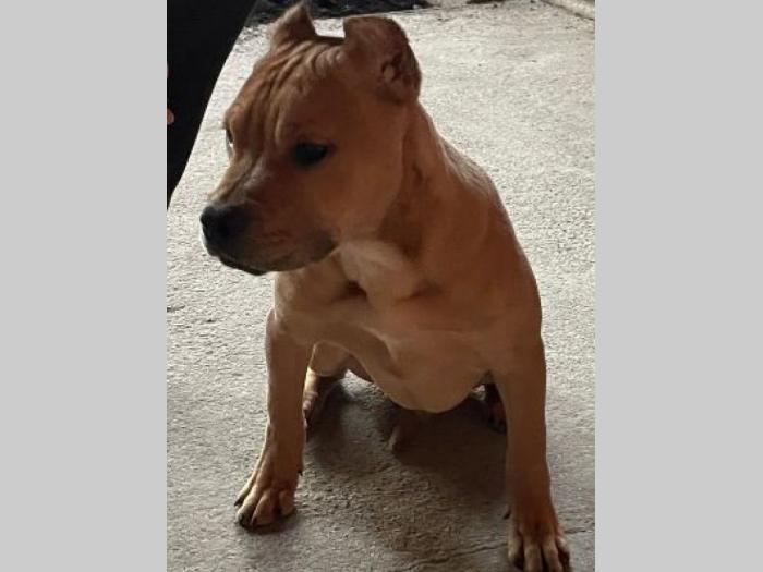 pitbul štenci besplatni mali oglasi