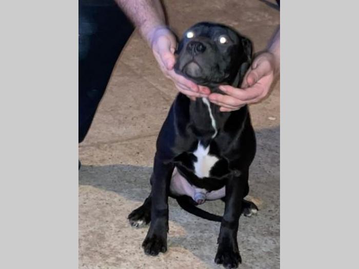 pitbul štenci besplatni mali oglasi