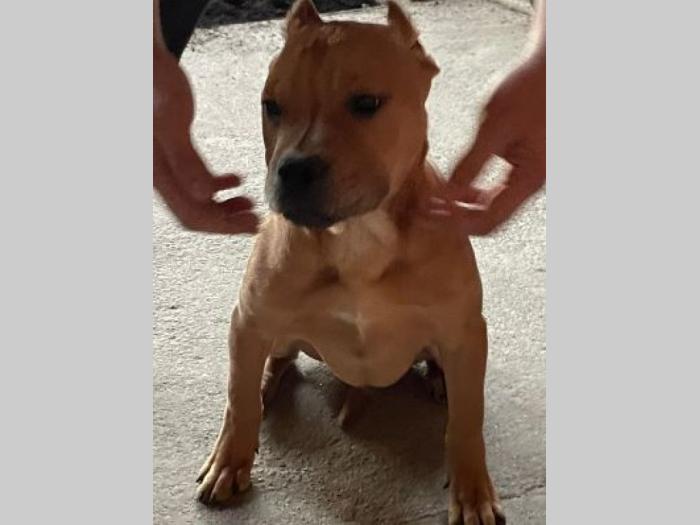 pitbul štenci besplatni mali oglasi