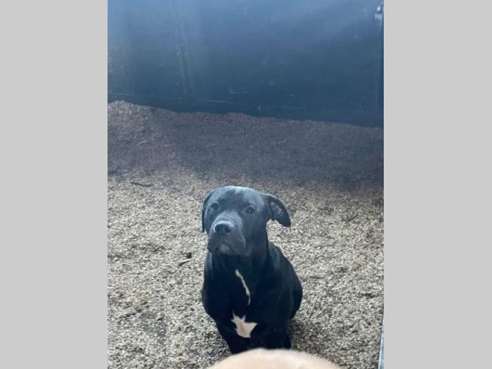 pitbul štenci besplatni mali oglasi