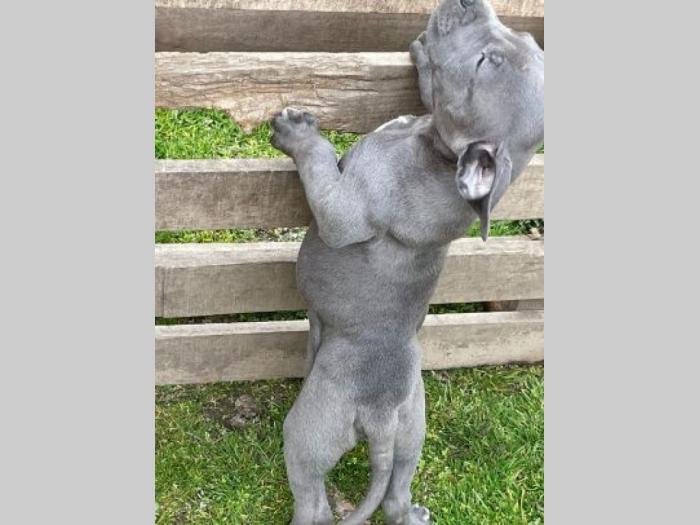pitbul štenci besplatni mali oglasi