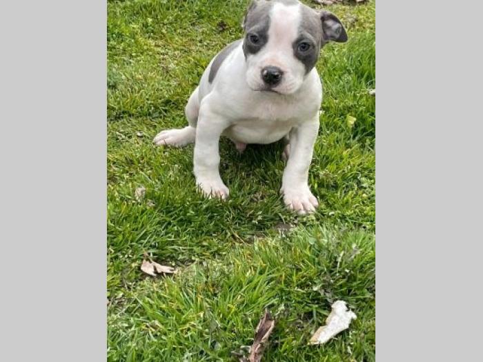 pitbul štenci besplatni mali oglasi