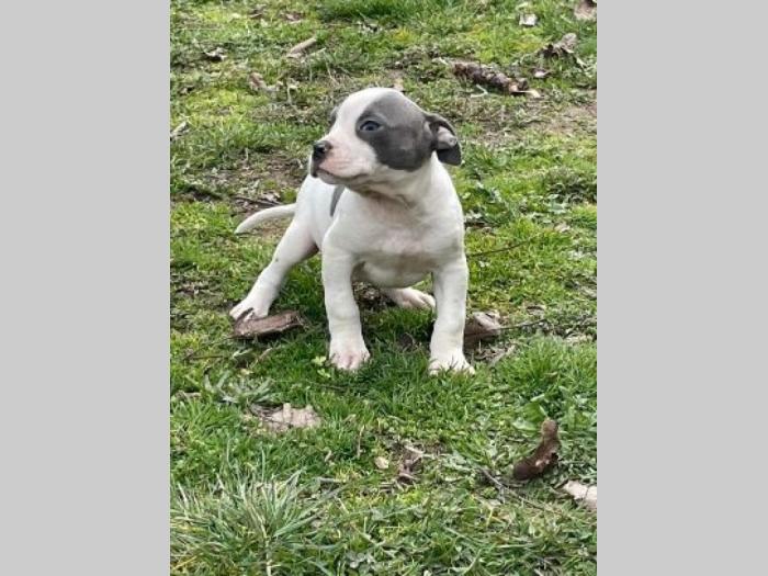 pitbul štenci besplatni mali oglasi