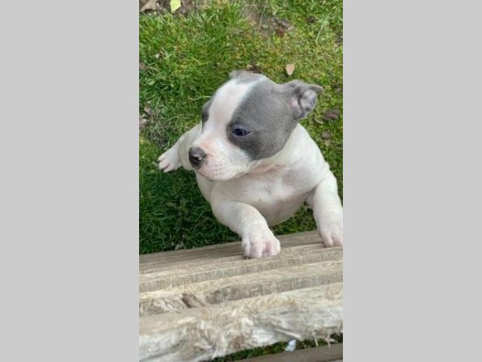 pitbul štenci besplatni mali oglasi