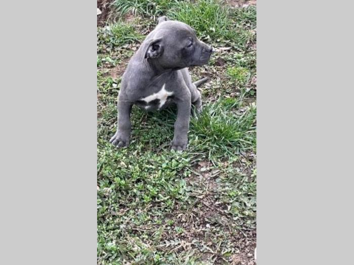 pitbul štenci besplatni mali oglasi
