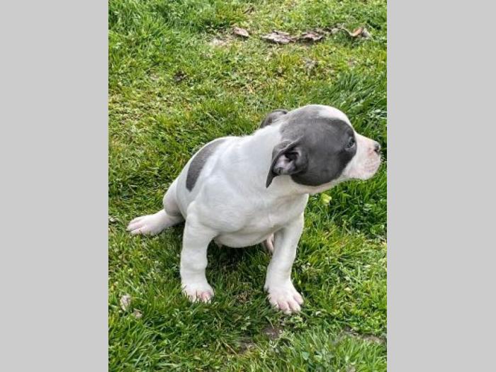 pitbul štenci besplatni mali oglasi