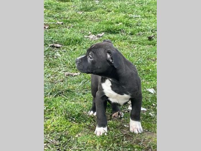 pitbul štenci besplatni mali oglasi