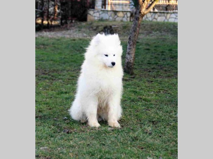samojed štenci besplatni mali oglasi