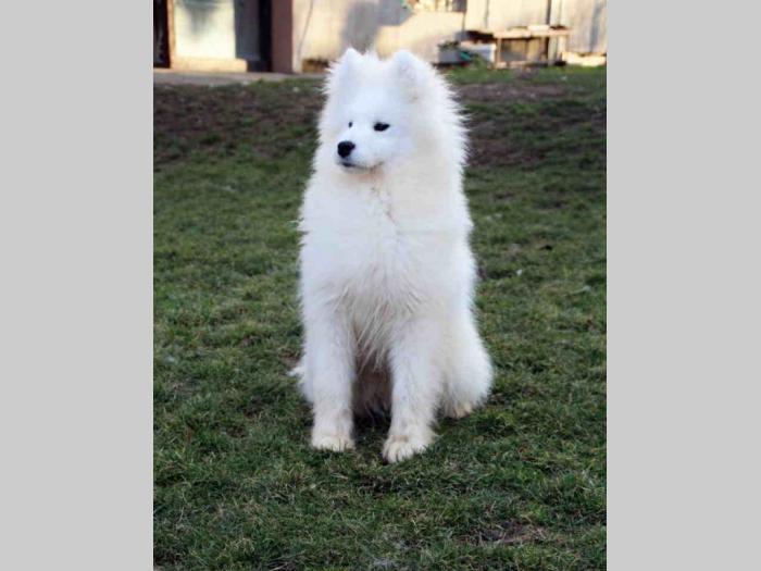 samojed štenci besplatni mali oglasi