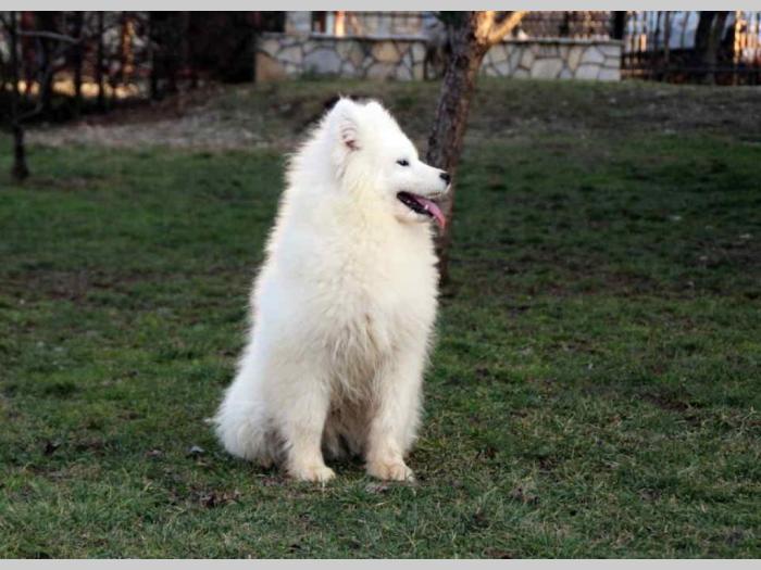 samojed štenci besplatni mali oglasi
