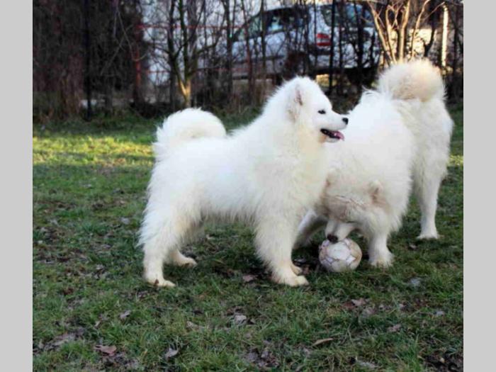 samojed štenci besplatni mali oglasi