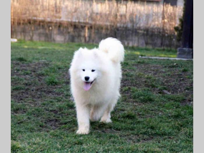 samojed štenci besplatni mali oglasi